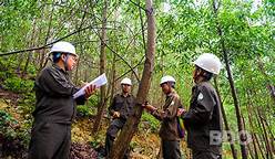 Trồng rừng gỗ lớn gắn với chứng chỉ FSC: Nhiều lợi ích mang tính chiến lược, bền vững