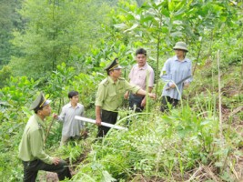 Đẩy mạnh công tác Quản lý bảo vệ rừng và phòng cháy, chữa cháy rừng Đẩy mạnh công tác Quản lý bảo vệ rừng và phòng cháy, chữa cháy rừng